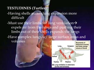 TESTUDINES (Turtles)
-Having shells makes lung expansion more
difficult
-Must use their limbs for lung ventilation
expels air from the lungs and pushing their
limbs out of their shells expands the lungs
-Have complex lungs w/ large surface areas and
volumes
 