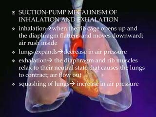  SUCTION-PUMP MECAHNISM OF
INHALATION AND EXHALATION
 inhalationwhen the rib cage opens up and
the diaphragm flattens and moves downward;
air rush inside
 lungs expandsdecrease in air pressure
 exhalation the diaphragm and rib muscles
relax to their neutral state that causes the lungs
to contract; air flow out
 squashing of lungs increase in air pressure
 