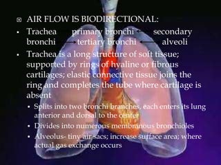  AIR FLOW IS BIODIRECTIONAL:
 Trachea primary bronchi secondary
bronchi tertiary bronchi alveoli
 Trachea is a long structure of soft tissue;
supported by rings of hyaline or fibrous
cartilages; elastic connective tissue joins the
ring and completes the tube where cartilage is
absent
 Splits into two bronchi branches, each enters its lung
anterior and dorsal to the center
 Divides into numerous membranous bronchioles
 Alveolus- tiny air sacs; increase surface area; where
actual gas exchange occurs
 