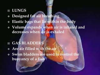 LUNGS
 Designed for air breathing
 Elastic bags that lie within the body
 Volume expands when air is inhaled and
decreases when air is exhaled
 GAS BLADDERS
 Are air filled with the air
 Swim bladders are used to control the
buoyancy of a fish
 