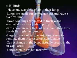  5.) Birds
- Have one way flow of air in their lungs
-Lungs are small but compact, rigid and have a
fixed volume
-Have two lungs connected to trachea and
ventilated by an aspiration pump
-Birds have air sacs that collect air and then force
the air through their lungs
-Large air sacs joined the lungs and serve to
ventilate them in crosscurrent circulation
-Gas exchange in the blood actually occurs in the
air capillaries
-Bones contain air, not marrow
 