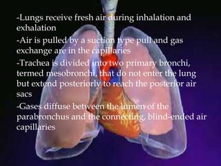 -Lungs receive fresh air during inhalation and
exhalation
-Air is pulled by a suction type pull and gas
exchange are in the capillaries
-Trachea is divided into two primary bronchi,
termed mesobronchi, that do not enter the lung
but extend posteriorly to reach the posterior air
sacs
-Gases diffuse between the lumen of the
parabronchus and the connecting, blind-ended air
capillaries
 