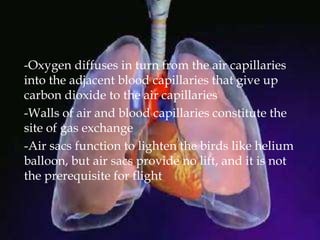 -Oxygen diffuses in turn from the air capillaries
into the adjacent blood capillaries that give up
carbon dioxide to the air capillaries
-Walls of air and blood capillaries constitute the
site of gas exchange
-Air sacs function to lighten the birds like helium
balloon, but air sacs provide no lift, and it is not
the prerequisite for flight
 