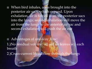  When bird inhales, air is brought into the
posterior air sacs, which expand. Upon
exhalation, air is forced from the posterior sacs
into the lungs; second inhalation will move the
air from the lungs to the anterior air sac and
second exhalation will push the air out
 Advantages of one-way flow:
1.)No residual volume; all old air leaves w/ each
breath
2.)Cross-current blood flow through the lungs
 