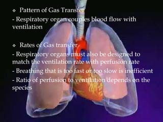  Pattern of Gas Transfer
- Respiratory organ couples blood flow with
ventilation
 Rates of Gas transfer
- Respiratory organs must also be designed to
match the ventilation rate with perfusion rate
- Breathing that is too fast or too slow is inefficient
- Ratio of perfusion to ventilation depends on the
species
 
