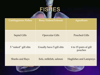 Cartilaginous Fishes Bony Fishes(Teleost) Agnathans
Septal Gills Opercular Gills Pouched Gills
5 “naked” gill slits Usually have 5 gill slits 6 to 15 pairs of gill
pouches
Sharks and Rays Eels, milkfish, salmon Hagfishes and Lampreys
 