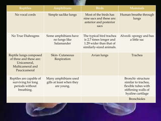 Reptiles Amphibians Birds Mammals
No vocal cords Simple saclike lungs Most of the birds has
nine sacs and these are:
anterior and posterior
sacs
Human breathe through
lungs
No True Diahragms Some amphibians have
no lungs like
Salamander
The typical bird trachea
is 2.7 times longer and
1.29 wider than that of
similarly-sized animals.
Alveoli- spongy and has
a little sac
Reptile lungs composed
of three and these are:
Unicameral,
Multicameral and
Paucicameral
Skin- Cutaneous
Respiration
Avian lungs Trachea
Reptiles are capable of
surviving for long
periods without
breathing.
Many amphibians used
gills at least when they
are young.
Bronchi- structure
similar to trachea,
flexible tubes with
stiffening walls of
hyaline cartilage
Bronchioles
 
