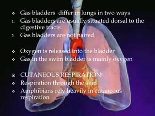  Gas bladders differ in lungs in two ways
1. Gas bladders are usually situated dorsal to the
digestive tracts
2. Gas bladders are not paired
 Oxygen is released into the bladder
 Gas in the swim bladder is mainly oxygen
 CUTANEOUS RESPIRATION
 Respiration through the skin
 Amphibians rely heavily in cutaneous
respiration
 