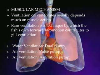  MUSCULAR MECHANISM
 Ventilation on vertebrates usually depends
much on muscle action
 Ram ventilation is a technique by which the
fish’s own forward locomotion contributes to
gill ventilation
1. Water Ventilation: Dual pump
2. Air ventilation: Pulse pump
3. Air ventilation: Aspiration pump
 