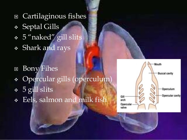 Comparative Anatomy - Respiratory System