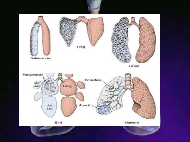dissection of the mammalian respiratory system Frogs and humans need to breathe for the same reason: to bring oxygen into the body and to expel carbon dioxide we both have lungs for these tasks, but that's where most of the similarities end frogs live in a different environment than humans, and differences in their respiratory systems reflect that. dissection of the mammalian respiratory system Frogs and humans need to breathe for the same reason: to bring oxygen into the body and to expel carbon dioxide we both have lungs for these tasks, but that's where most of the similarities end frogs live in a different environment than humans, and differences in their respiratory systems reflect that.