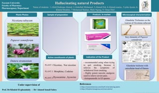 Hallucinating natural Products
Name of students : 1-Abd-Elrahman Ahmed, 2-Abdullah Mohamed, 3-Ahmed Eid, 4-Ahmed osama., 5-john Ayeun, 6-
Khaled Ibrahim, 7-Mohamed Shaban, Mark Ngong, 9- Omar Dief.
Prof. Dr/Khaled El-ghondakly - Dr/ Ahmed Ismail Sabry
Under supervision of
1.https://www.britannica.com/list/9-mind-altering-plants
2.https://thepharmacognosy.com/coca-plants/
References
Active constituents of plants Indication of the Product
Microscopical characterization
Sample of preparation Products in market
Plants Photos
Fayoum University
Faculty of Pharmacy
Pharmacognosy Department
PLANT 1:
PLANT 2:
PLANT 3:
Nicotine, Nor nicotine
Morphine, Codeine
Hyoscamine , hyoscine
- recommended using when trying
to quit smoking, because it
relieves the symptoms of
withdrawal from smoking.
- Highly potent narcotic analgesic
used to relieve severe pain.
-Antispasmodic in GI spasms.
Nicotiana tabacum
Papaver somniferum
Datura stramonium
Glandular Trichomes on the
Leaves of Nicotiana tabacum
Glandular trichome with
unicellular head of Datura
Key elements of Papaver
somniferum
 