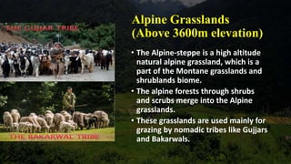 montane forests class 9 geo | PPTX