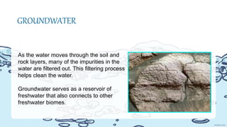 As the water moves through the soil and
rock layers, many of the impurities in the
water are filtered out. This filtering process
helps clean the water.
Groundwater serves as a reservoir of
freshwater that also connects to other
freshwater biomes.
GROUNDWATER
 