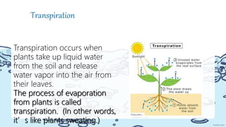 Transpiration
Transpiration occurs when
plants take up liquid water
from the soil and release
water vapor into the air from
their leaves.
The process of evaporation
from plants is called
transpiration. (In other words,
it’s like plants sweating.)
 