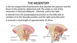 Organs of the abdomen anatomy slides presentation.pptx