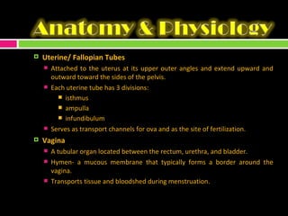 Uterine/ Fallopian Tubes Attached to the uterus at its upper outer angles and extend upward and outward toward the sides of the pelvis. Each uterine tube has 3 divisions: isthmus ampulla infundibulum Serves as transport channels for ova and as the site of fertilization. Vagina A tubular organ located between the rectum, urethra, and bladder. Hymen- a mucous membrane that typically forms a border around the vagina. Transports tissue and bloodshed during menstruation. 