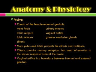 Vulva Consist of the female external genitals. mons Pubis urinary meatus labia Majora vaginal orifice labia Minora greater vestibular glands clitoris Mons pubis and labia protects the clitoris and vestibule. Clitoris contains sensory receptors that send information to the sexual response area of the brain. Vaginal orifice is a boundary between internal and external genitals 