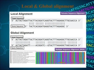 Local & Global alignment
 