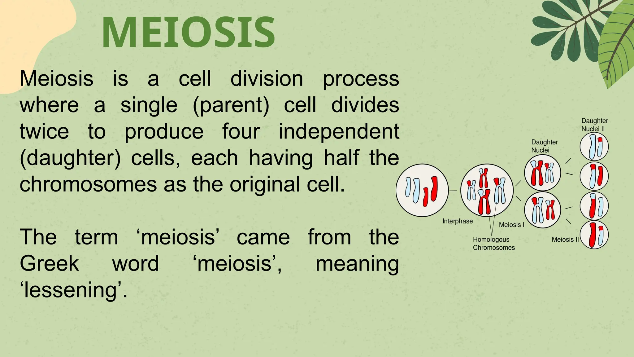 Botany - meiosis and alternation of generation.pptx