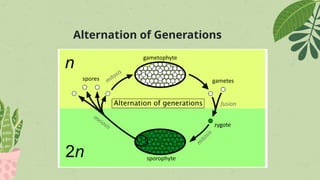 Botany - meiosis and alternation of generation.pptx