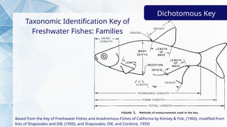 GROUP 6 - Freshwater Fishes of Mindanao State U | PPTX