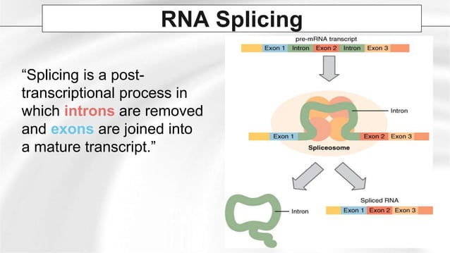 Group 6 - Post Transcriptional Modifications (RNA Splicng and ...