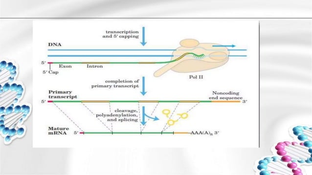 Group 6 - Post Transcriptional Modifications (RNA Splicng and ...