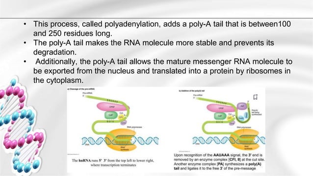 Group 6 - Post Transcriptional Modifications (RNA Splicng and ...