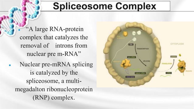Group 6 - Post Transcriptional Modifications (RNA Splicng and ...