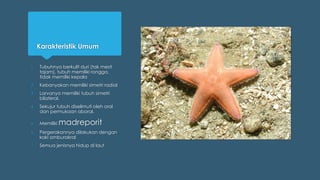 Karakteristik Umum
1. Tubuhnya berkulit duri (tak mesti
tajam), tubuh memiliki rongga,
tidak memiliki kepala
2. Kebanyakan memiliki simetri radial
3. Larvanya memiliki tubuh simetri
bilateral.
4. Sekujur tubuh diselimuti oleh oral
dan permukaan aboral.
5. Memiliki madreporit
6. Pergerakannya dilakukan dengan
kaki amburakral
7. Semua jenisnya hidup di laut
 