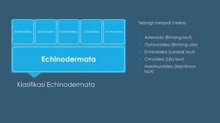 Klasifikasi Echinodermata
Terbagi menjadi 5 kelas:
1. Asteroida (Bintang laut)
2. Ophiuroidea (Bintang ular)
3. Echinoidea (Landak laut)
4. Crinoidea (Lilia laut)
5. Holothuroidea (Mentimun
laut)
Echinodermata
Asteroidea Ophiuroidea Echinoidea Crinoidea Huluthuroidea
 