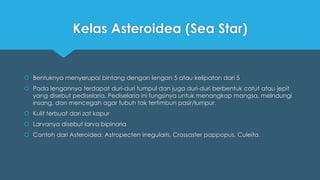 Kelas Asteroidea (Sea Star)
 Bentuknya menyerupai bintang dengan lengan 5 atau kelipatan dari 5
 Pada lengannya terdapat duri-duri tumpul dan juga duri-duri berbentuk catut atau jepit
yang disebut pediselaria. Pediselaria ini fungsinya untuk menangkap mangsa, melndungi
insang, dan mencegah agar tubuh tak tertimbun pasir/lumpur.
 Kulit terbuat dari zat kapur
 Larvanya disebut larva bipinaria
 Contoh dari Asteroidea: Astropecten irregularis, Crossaster pappopus, Culeita.
 