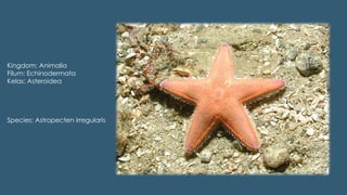 Kingdom: Animalia
Filum: Echinodermata
Kelas: Asteroidea
Species: Astropecten irregularis
 