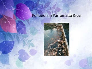 Pollutionin ParramattaRiver
 