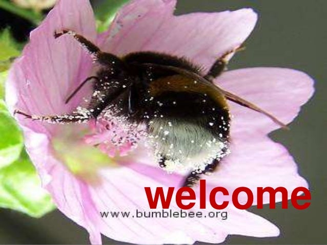 Economic Importance Of Insect Pest Monitoring Survey Surveillan