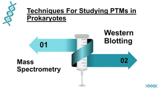 Techniques For Studying PTMs in
Prokaryotes
01
02
Mass
Spectrometry
Western
Blotting
 