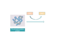 Pre-phosphorylation
protein
ATP ADP
 