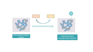 Pre-phosphorylation
protein
ATP ADP
P
PROTEIN WITH
PHOSPHATE GROUP
 