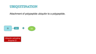 EI SH Ub
Ubiquitin activating
enzyme E1
Attachment of polypeptide ubiquitin to a polypeptide.
 