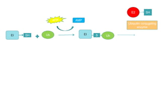 EI SH Ub EI S Ub
E2 SH
Ubiquitin conjugating
enzyme
ATP AMP
 
