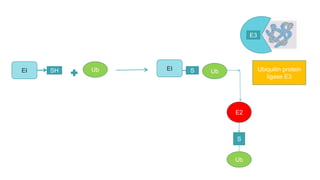 EI SH Ub EI S
Ub
E2
S
Ub
E3
Ubiquitin protein
ligase E3
 