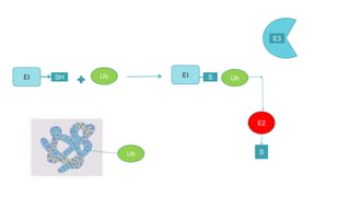 EI SH Ub EI S
Ub
E2
S
Ub
E3
 