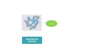 Ub
UBIQUINATED
PROTEIN
 