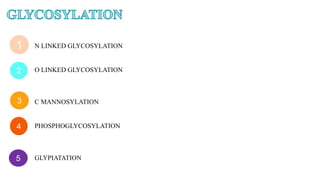 1
2
3
4
5
N LINKED GLYCOSYLATION
O LINKED GLYCOSYLATION
C MANNOSYLATION
PHOSPHOGLYCOSYLATION
GLYPIATATION
 