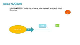 In HUMANS 80-90% of all proteins become cotranslationally acetylated, at their
N-terminus.
N-
PROTEIN
Co
A
AC
NAT
 