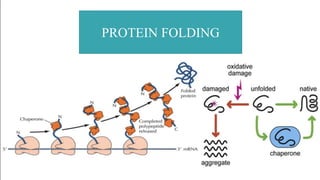 PROTEIN FOLDING
 