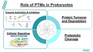 Role of PTMs in Prokaryotes
Enzyme Activation & Inhibition
Cellular Signaling
Protein Turnover
and Degradation
Proteolytic
Cleavage
 