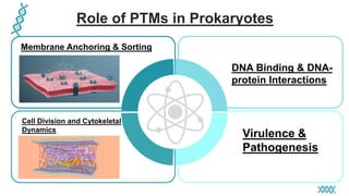 Role of PTMs in Prokaryotes
Membrane Anchoring & Sorting
Cell Division and Cytokeletal
Dynamics
DNA Binding & DNA-
protein Interactions
Virulence &
Pathogenesis
 