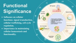 Functional
Significance
 Influence on cellular
functions: signal transduction,
cellular trafficking, cell cycle
regulation.
 Importance in maintaining
cellular homeostasis and
functionality.
 